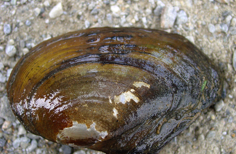 Kleine Flussmuschel (Unio crassus) - © Gernot Kunz